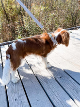 Charger l'image dans la galerie, Matelot | Laisse