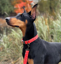 Charger l'image dans la galerie, Pumpkin | Laisse