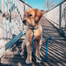 Charger l'image dans la galerie, Indigo | Laisse