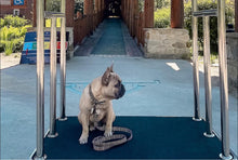 Charger l'image dans la galerie, Indiana | Laisse