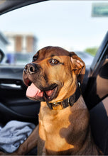 Charger l'image dans la galerie, Shade | Laisse