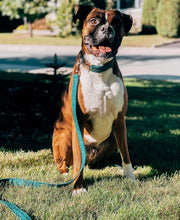 Charger l'image dans la galerie, Sarcelle | Ensemble