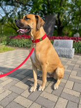 Charger l'image dans la galerie, Cherry | Laisse