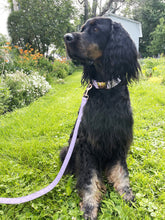 Charger l'image dans la galerie, Lavande | Laisse