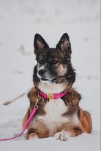Charger l'image dans la galerie, Magenta royal | Laisse