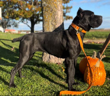 Charger l'image dans la galerie, Crâne orangé | Laisse