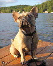 Charger l'image dans la galerie, Atelier Noir | Laisse