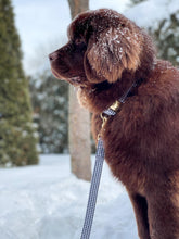 Charger l'image dans la galerie, Picnic | Laisse