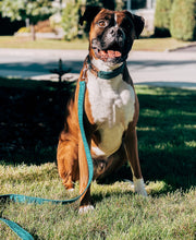 Charger l'image dans la galerie, Sarcelle | Laisse