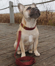 Charger l'image dans la galerie, Bordeaux | Laisse