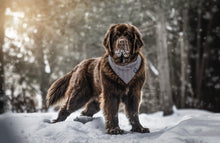 Charger l'image dans la galerie, Indiana | Bandana