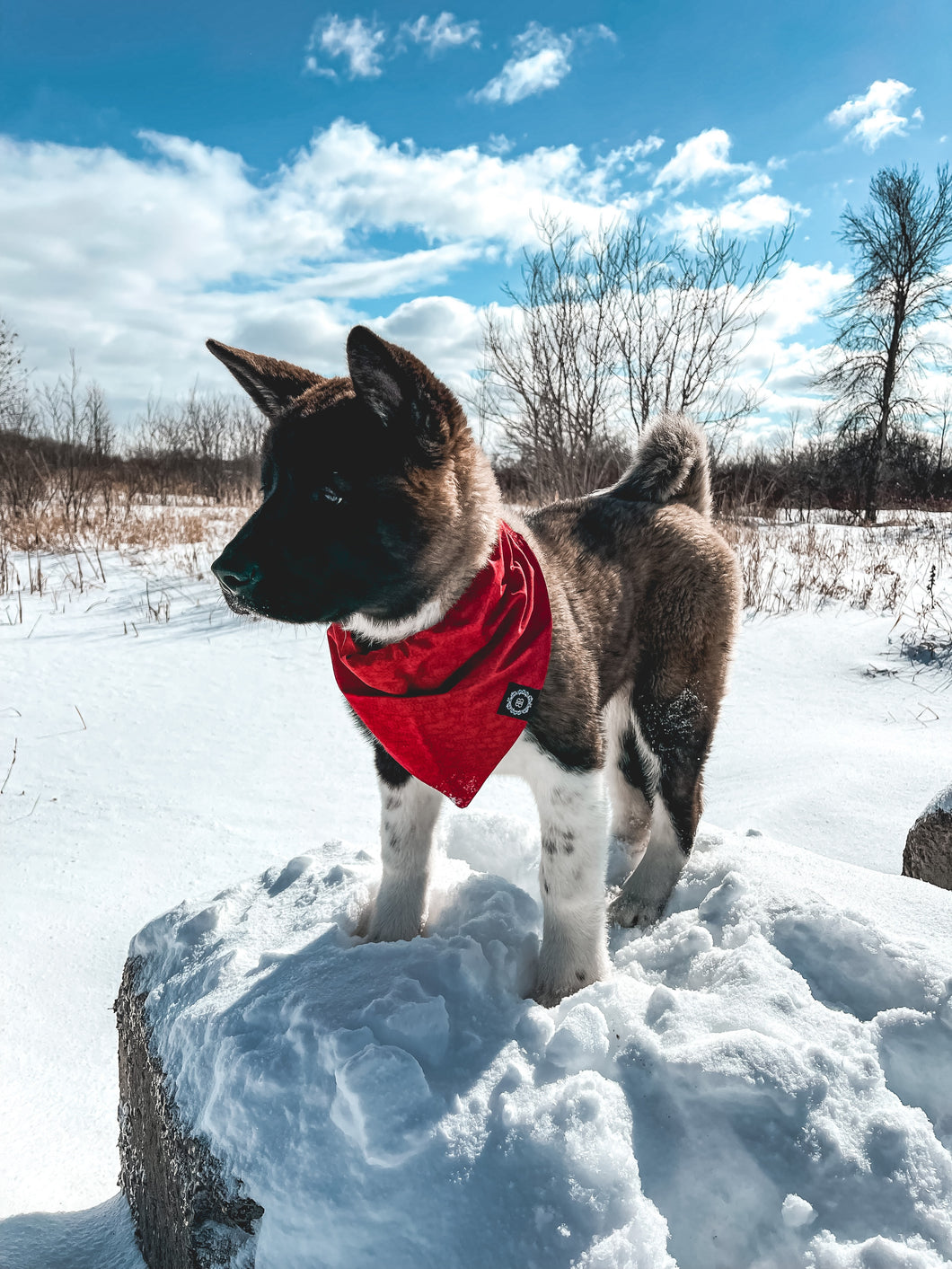 Cherry | Bandana